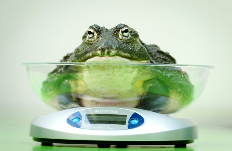 The bullfrog has colonized much of the planet. It's highly prized for its succulent legs.