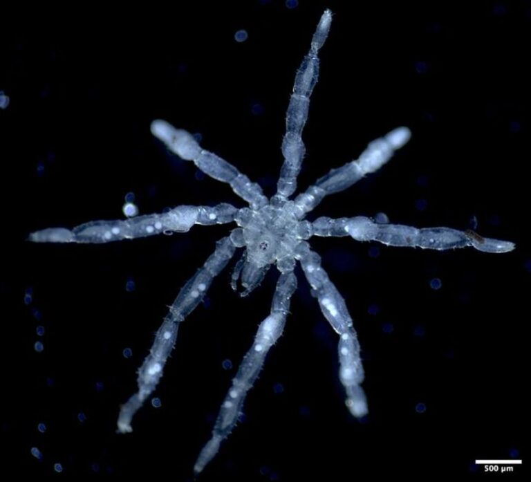 A photo of the new species of sea spider Tanystylum kiixin