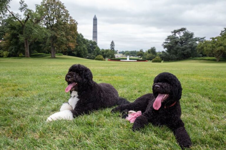 In this handout provided by the White House, Bo (left) and Sunny, the Obama family dogs, lounge on the South Lawn of the White House on August 19, 2013. 2012.
