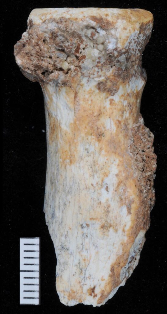 The radius found in the cave is the first known Denisovan arm bone.