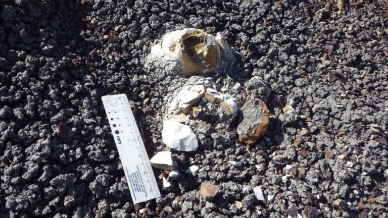 The coprolite was unearthed at a site in Montana in the Hell Creek Formation.