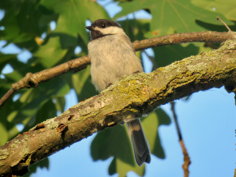 The black-capped chickadee, one of the quieter species the team recorded, is as loud as a blender.
