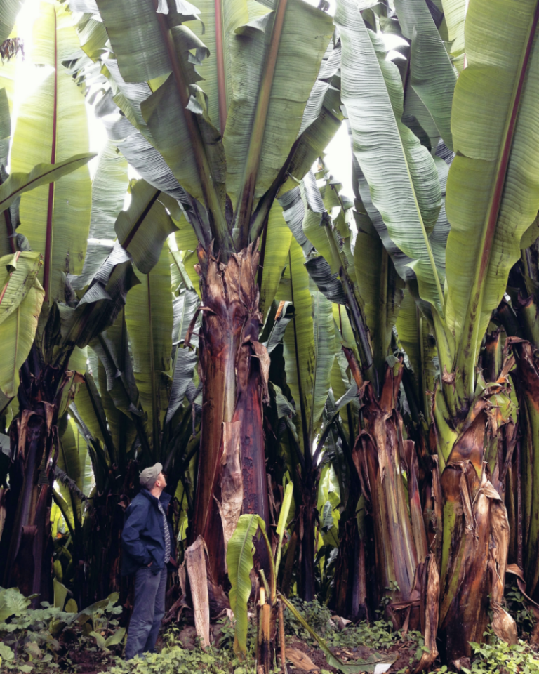Despite its towering size, enset's worldwide stature is relatively small.