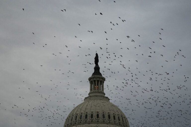 Birds fly above the dome of the US Capitol on August 7.