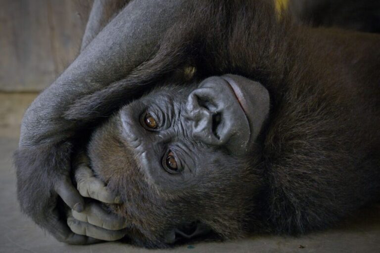 Bili the gorilla in the Republic of Congo. If her rehabilitation continues to go well, she could be moved to a sanctuary run by the government and The Aspinall Foundation, and eventually return to the wild.