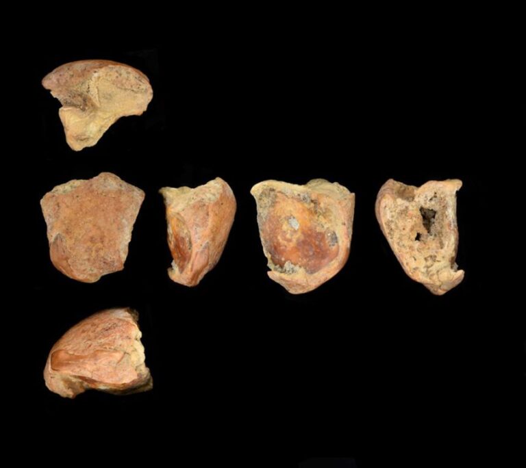 One of the Neanderthal's teeth, pictured here from different angles, was split lengthways, likely from blunt force trauma to the face.