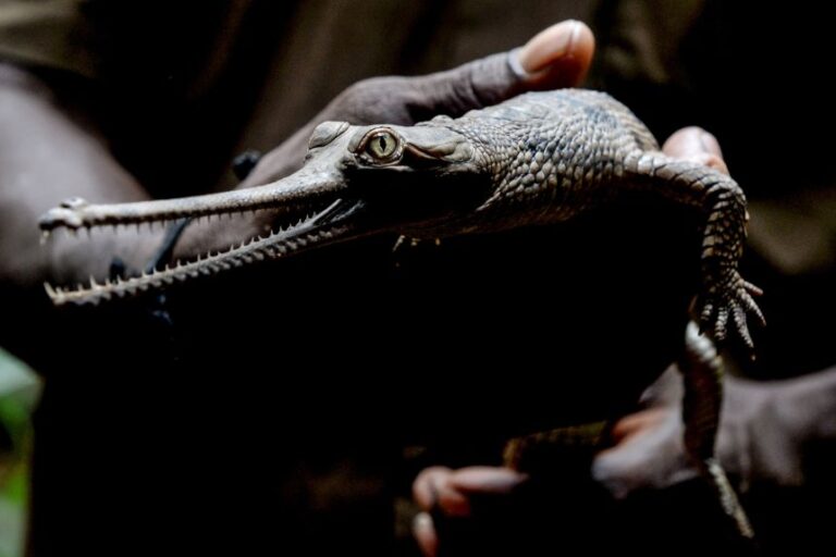 A present-day gharial or fish-eating crocodile, newly hatched in captivity in Chennai.