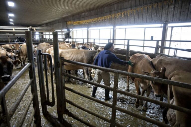 A worker directs dairy cows toward the milking parlor at a farm in Lancaster, Wisconsin, on April 23, 2020.