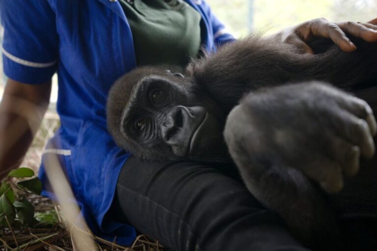 Bili the gorilla settles into her new home in the Republic of Congo.