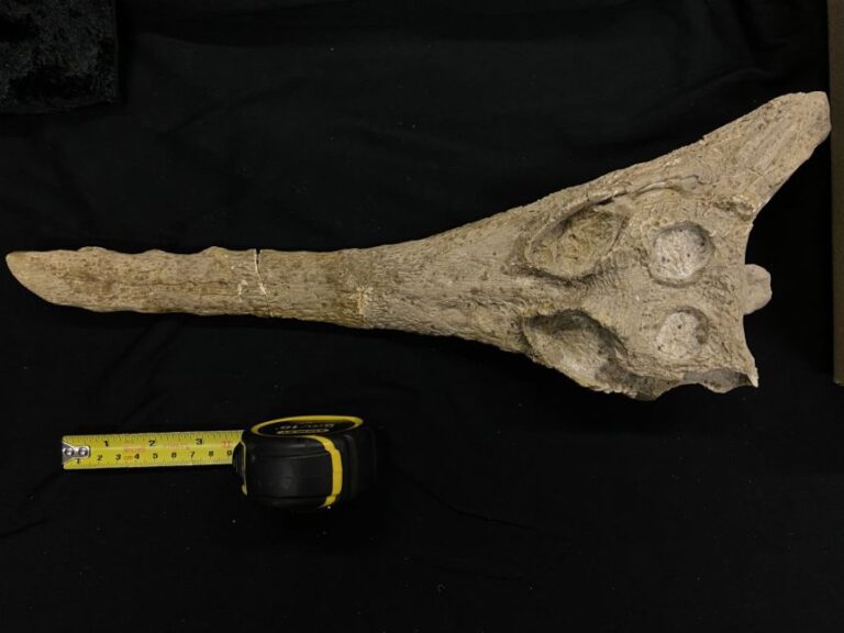 A top view of the Herugavialis skull.