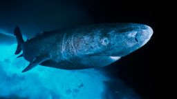 Greenland Shark undersurface detail, Somniosus microcephalus, Lancaster Sound, Arctic Ocean, Nunavut, Canada
Date: 20/10/2005
Ref: ZB792_109224_0034
COMPULSORY CREDIT: Oceans Image/Photoshot