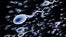Swimming spermatozoa