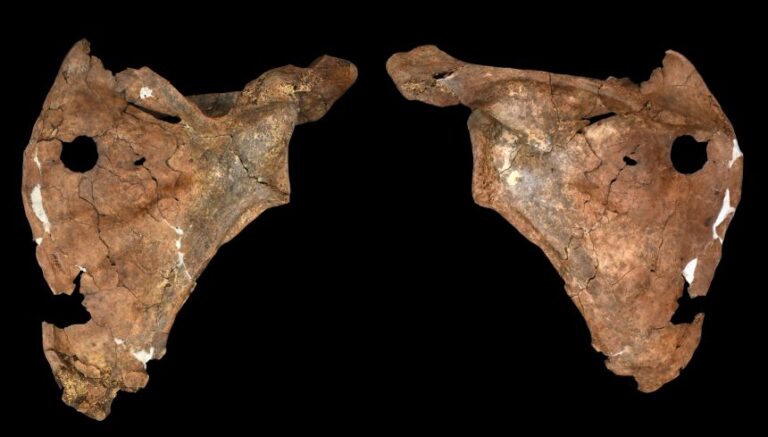The front of scapula (left) would have faced the ribs, and the back (right) would have faced the back of the individual.