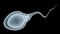 human sperm STOCK