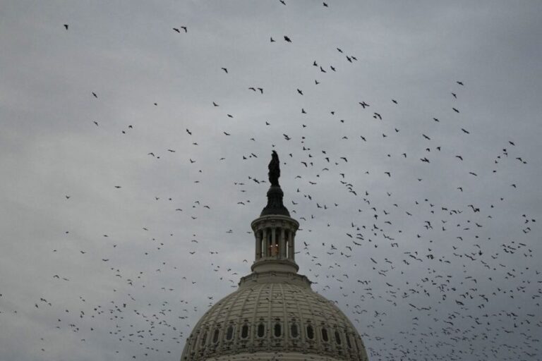 Birds fly above the dome of the US Capitol, on August 7.