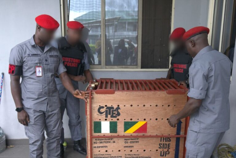 Members of Nigeria Customs Services, their faces blurred by the photographer at Customs' request. The West African nation has stepped up its response to the illegal wildlife trade in recent years.