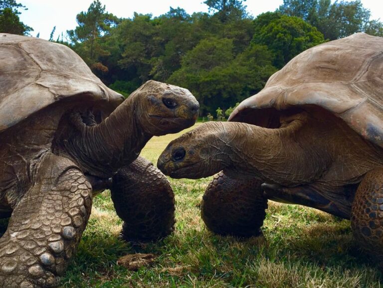 Jonathan (left) with another giant tortoise named David.