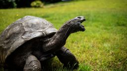 Jonathan, a Seychelles giant tortoise, believed to be the oldest reptile living on earth with and alleged age of 185 years, crawls through the lawn of the Plantation House, the United Kingdom Governor official residence on October 20, 2017 in Saint Helena, a British Overseas Territory in the South Atlantic Ocean.